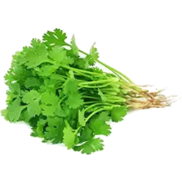 Coriander 1 Bunch